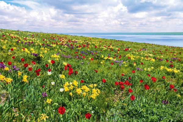 Долина тюльпанов Калмыкия