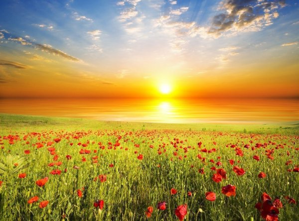 Поле ярких цветов