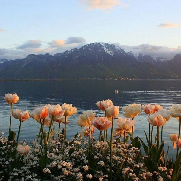 Черные тюльпаны Абхазия Альпийские Луга