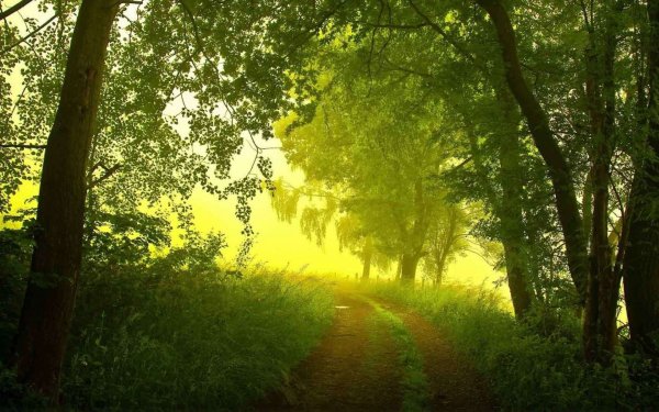 Зеленый лес