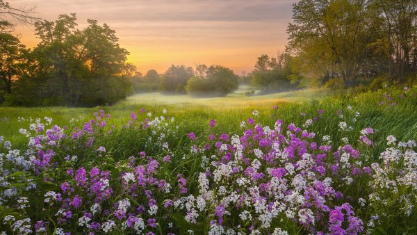 Красивый луг с цветами