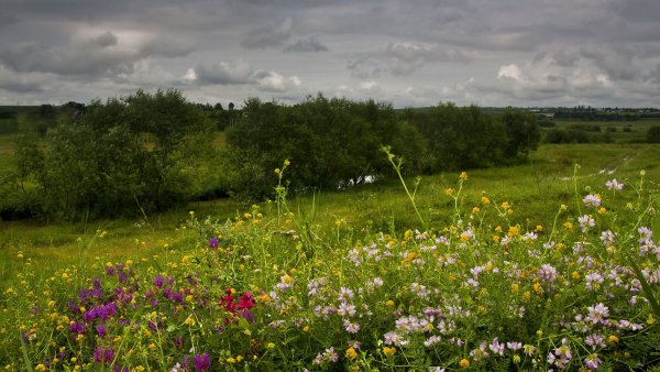 Весенний луг
