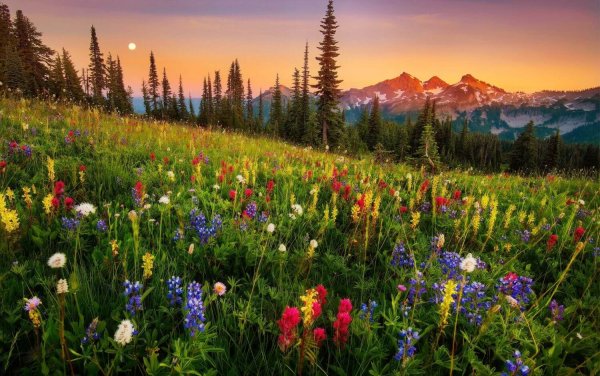 Поляна цветов