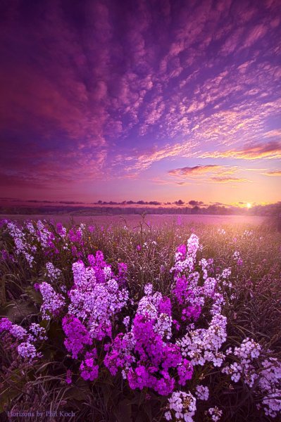 Сиреневый закат