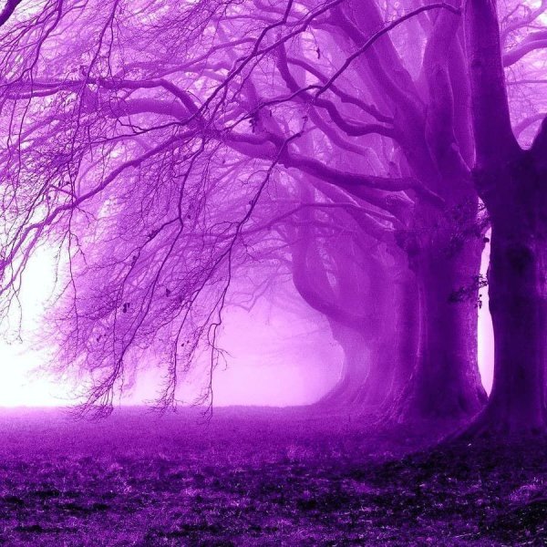 Лес в фиолетовых тонах