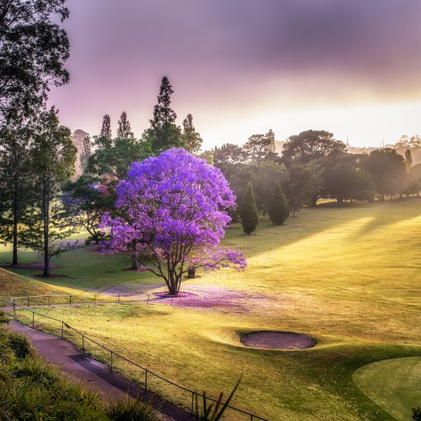 Сиреневая природа