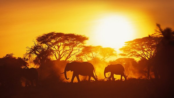 Саванна сафари