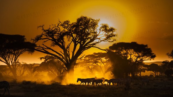 Кустарниковые саванны