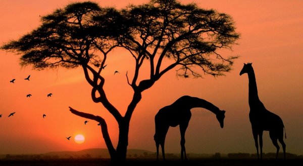 Танзания сафари парк Килиманджаро