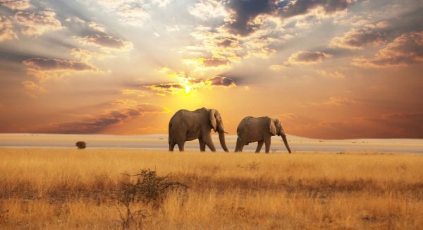 Баобаб (Адансония пальчатая