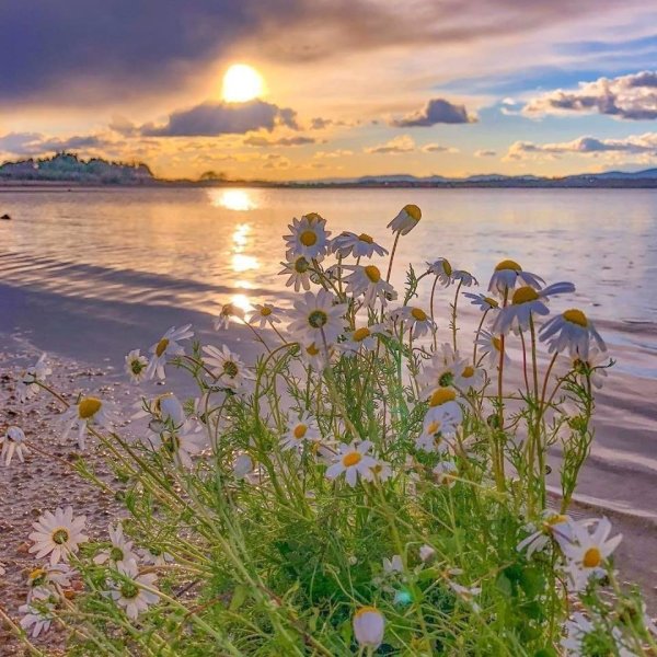 Открытки спокойной ночи с природой