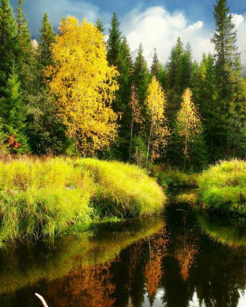 Русские леса