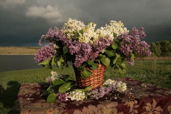 Сирень петербурженка