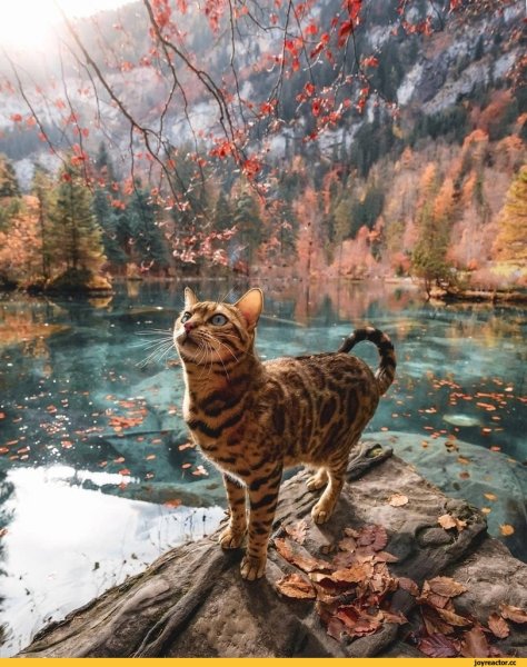 Красивые пейзажи с котиками