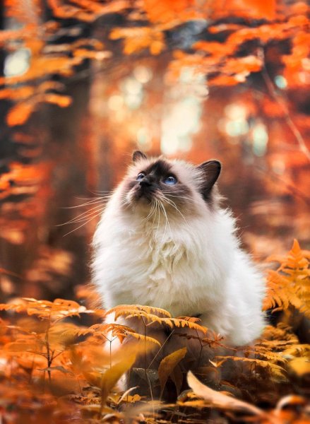 Кот осенью