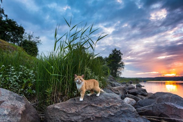 Красивая природа с животными