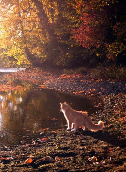 Животные осенью