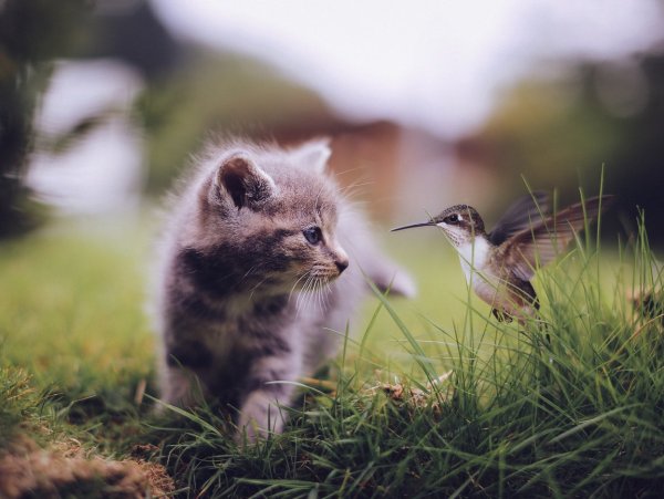 Природа и животные