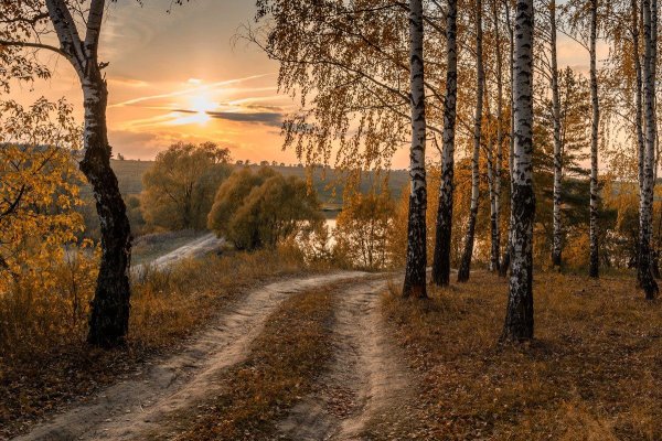 Утро Заболоцкий Березовая роща