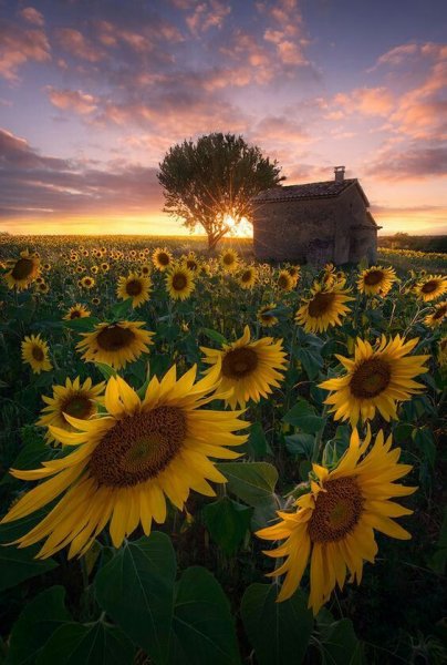Пейзаж с подсолнухами