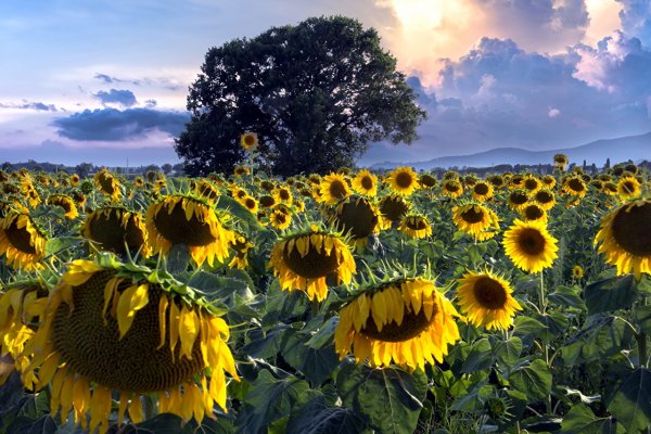 Подсолнух зрелый