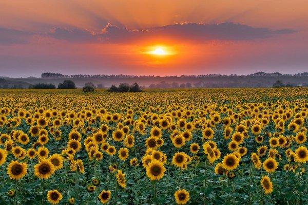 Подсолнуховые поля Алтай