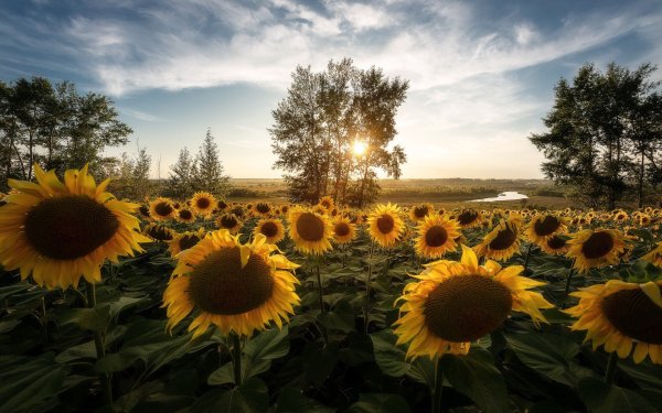 Подсолнуховое поле Алтайский край