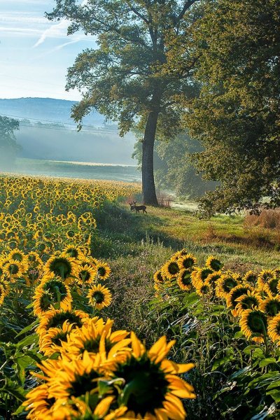 Поле подсолнухов