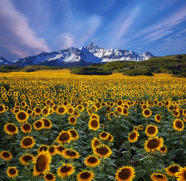 Подсолнуховые поля Алтай