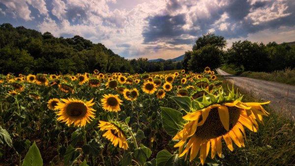 Подсолнуховое поле