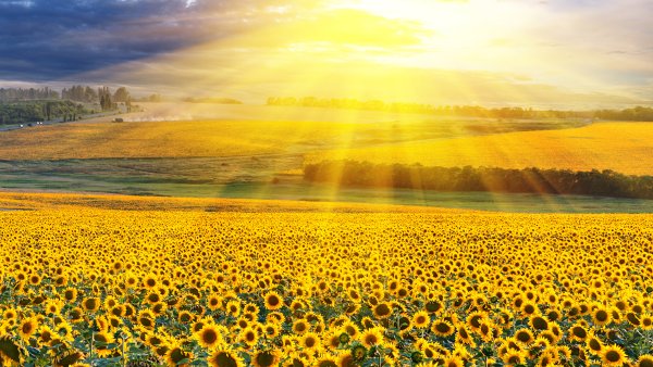 Поле с подсолнухами