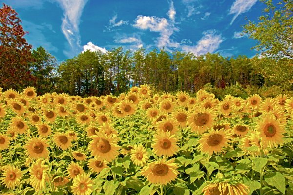 Поля подсолнухов Житомир