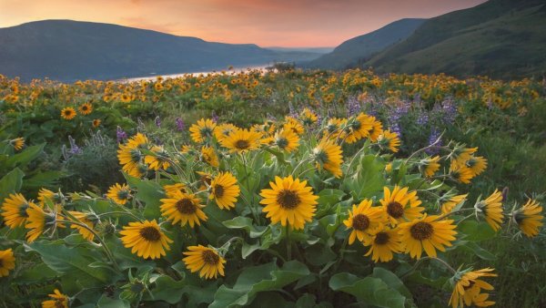 Кубань горы и поля с подсолнухами