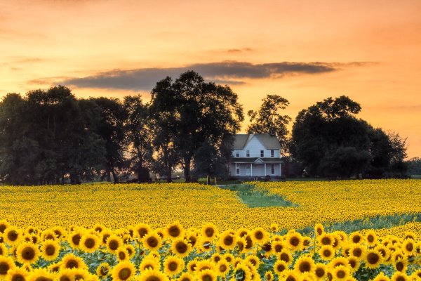 Красивое поле с подсолнухами