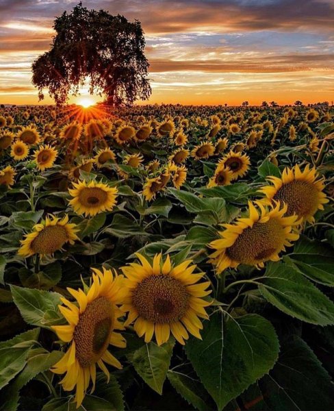 Штат Канзас Подсолнухи