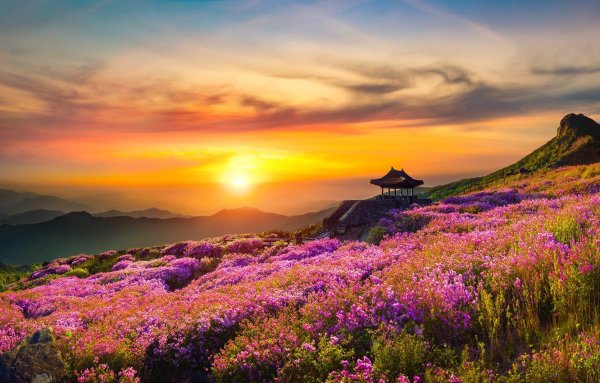 Цветы в горах