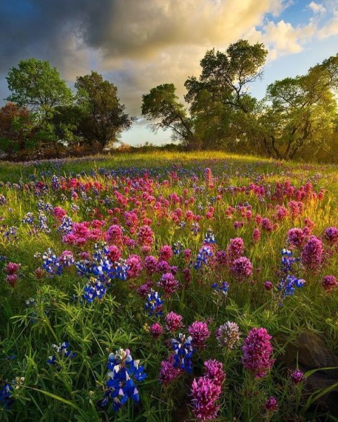 Цветочное поле