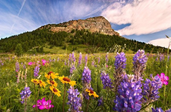 Карпаты Украина Луга