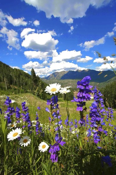 Швеция Альпийские Луга