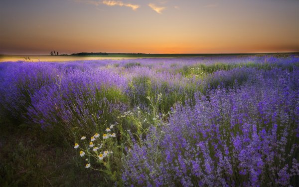 Лавандовое поле