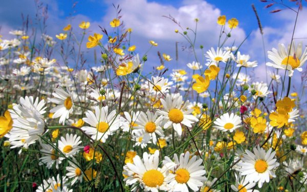 Луговые цветы