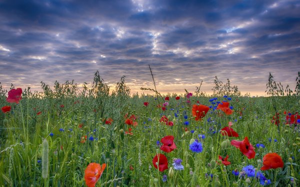 Луговые цветы