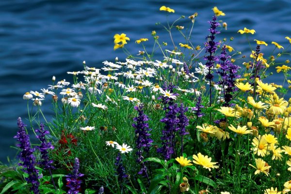 Цветы полевые и луговые