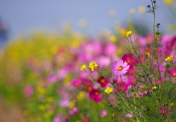 Космея поле