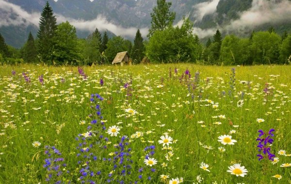 Красивый луг с цветами