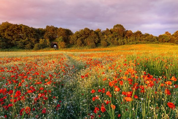 Маковый луг Мане