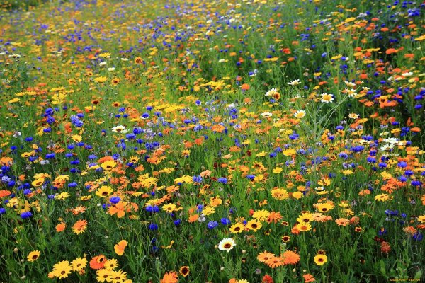 Семена мавританский газон "Альпийский луг"