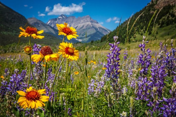 Цветущие Альпийские Луга Алтая