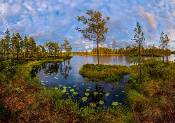 Федор Лашков Ленинградская область