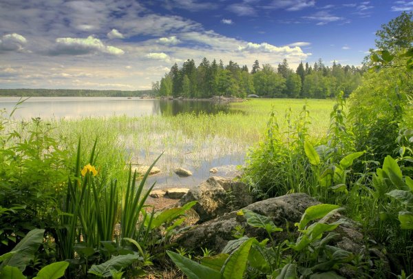 Природа лето Ленинградская область